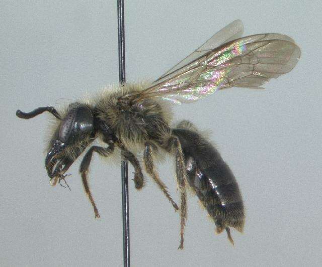 Image of Andrena carolina Viereck 1909