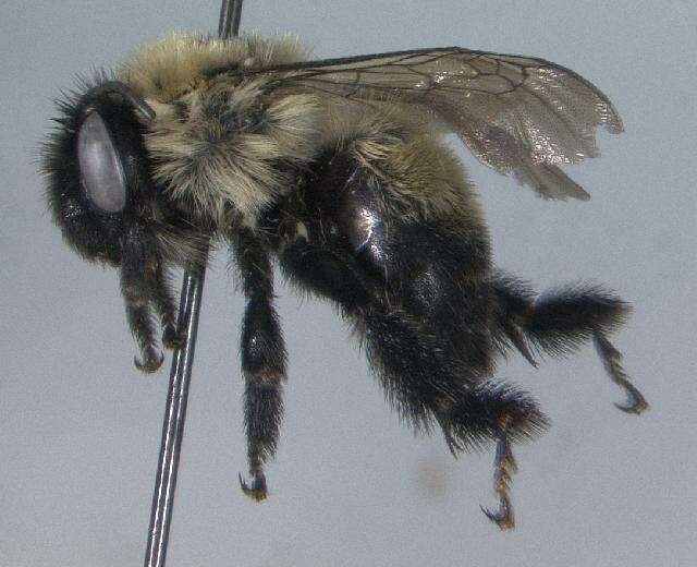 Image of Bumble-bee-mimic Anthophora