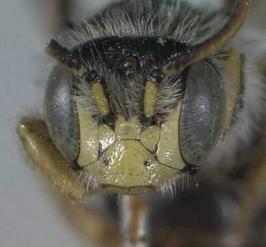 Image of Calliopsis zebrata Cresson 1878