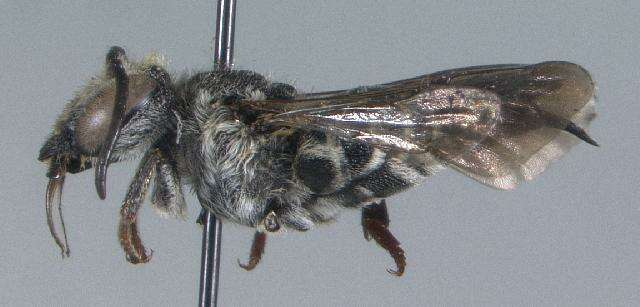 Image of Red-footed Cuckoo-leaf-cutter