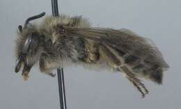 Imagem de Colletes inaequalis Say 1837