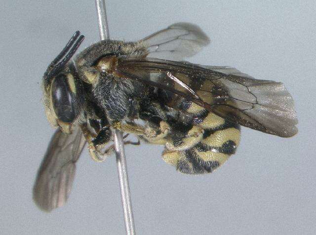 Imagem de Dianthidium ulkei (Cresson 1878)