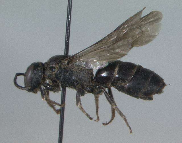 Image of Basal Masked Bee