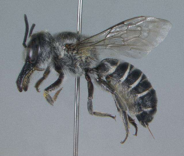 Image of Megachile adelphodonta Cockerell 1924