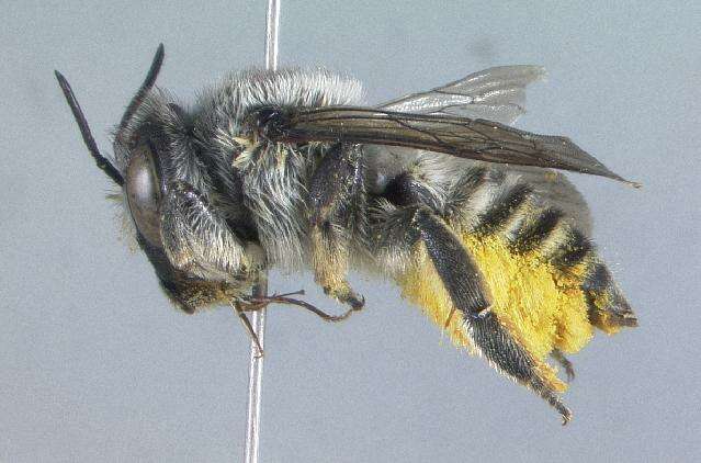 Image of Megachile agustini Cockerell 1905