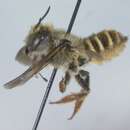 Image of Megachile mellitarsis Cresson 1878