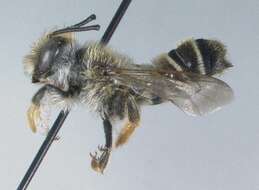 Image of Megachile mellitarsis Cresson 1878