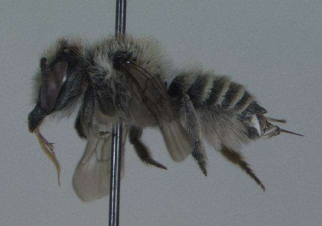 Megachile brevis Say 1837 resmi