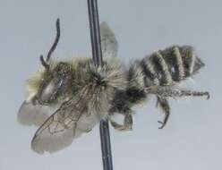 Megachile brevis Say 1837 resmi