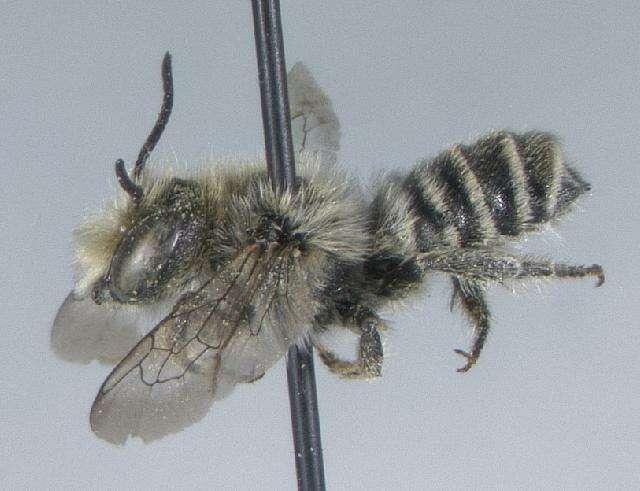 Megachile brevis Say 1837 resmi