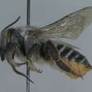 Imagem de <i>Megachile cleomis</i>