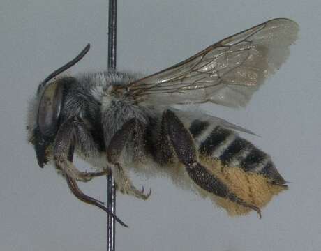 Image of <i>Megachile cleomis</i>