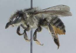 Image of Furry Leaf-cutter Bee