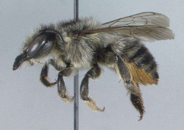 Image of Furry Leaf-cutter Bee