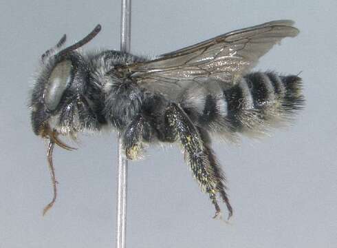 Image of Megachile anograe Cockerell 1908