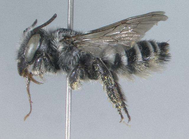 Image of Megachile anograe Cockerell 1908