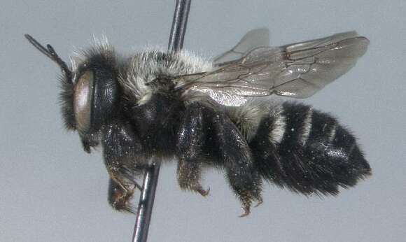 Image of Megachile anograe Cockerell 1908