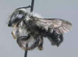 Image of Megachile anograe Cockerell 1908