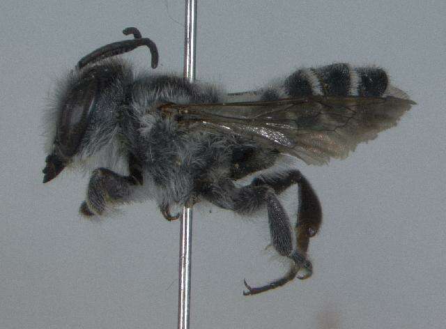 Image of Megachile lippiae Cockerell 1900
