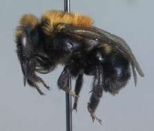 Image of Osmia longula Cresson 1864