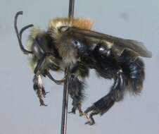 Image of Osmia longula Cresson 1864