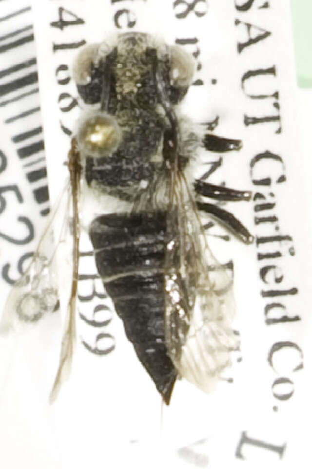 Image of Coelioxys mesae Cockerell 1921