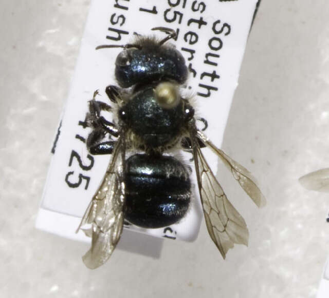 Image of Osmia collinsiae Robertson 1905