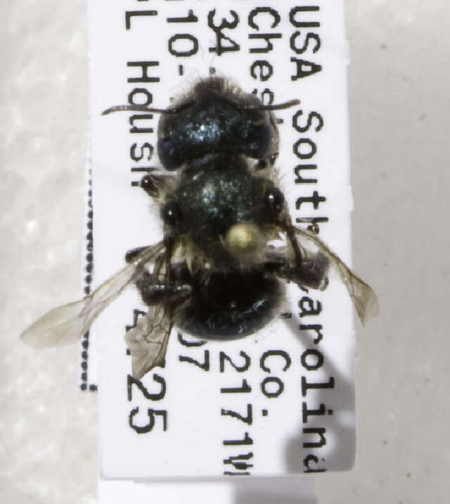 Image of Osmia collinsiae Robertson 1905