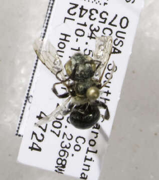 Image of Osmia sandhouseae Mitchell 1927