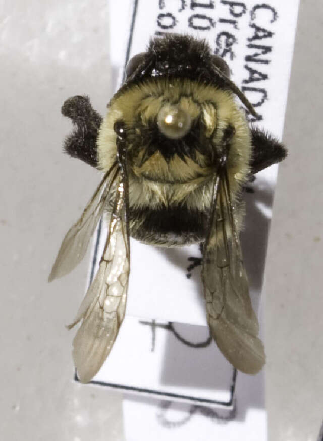 Image of Bumble-bee-mimic Anthophora