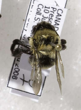 Plancia ëd Anthophora bomboides Kirby 1837