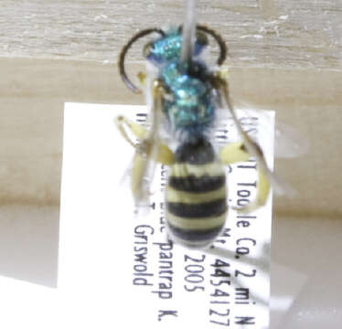 Agapostemon texanus Cresson 1872的圖片