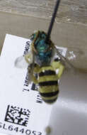 Image of Wide-legged Sweat Bee