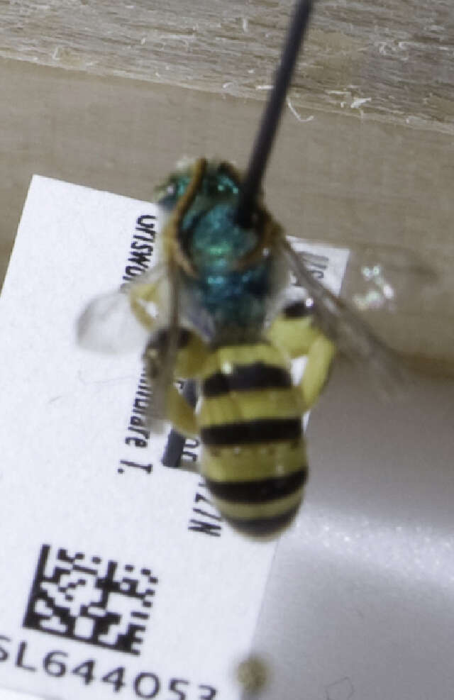 Image of Wide-legged Sweat Bee