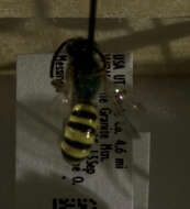 Image of Wide-legged Sweat Bee