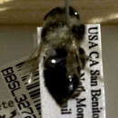 Image of Colletes consors Cresson 1868