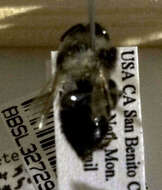 Image of Colletes consors Cresson 1868