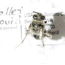 Image of Colletes louisae Cockerell 1897