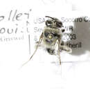 Imagem de Colletes louisae Cockerell 1897