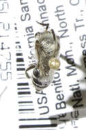 Image of Colletes slevini Cockerell 1925