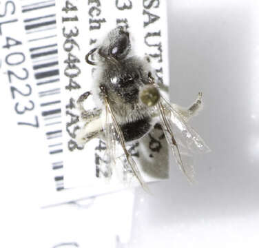 Image of Colletes larreae Timberlake 1951