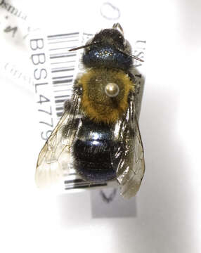 Image of Osmia integra Cresson 1878