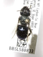 Osmia brevis Cresson 1864的图像