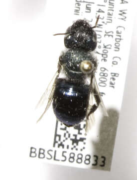 Osmia brevis Cresson 1864的图像