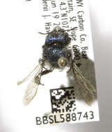 Osmia brevis Cresson 1864的图像