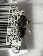 Image of Osmia crassa Rust & Bohart 1986