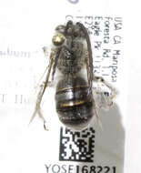 Image of Eucera cordleyi (Viereck 1905)