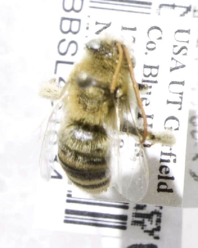 Image of Agile Long-horned Bee