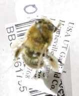 Image of Agile Long-horned Bee