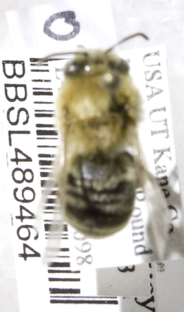 Image of Agile Long-horned Bee